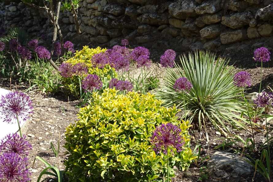 FLORISSUM