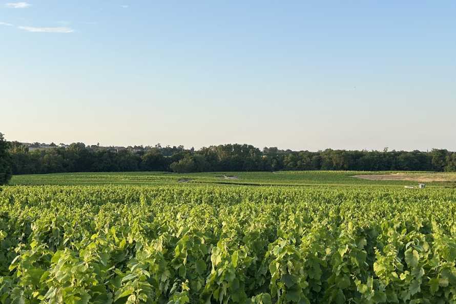 I vigneti intorno alla casa 2025
