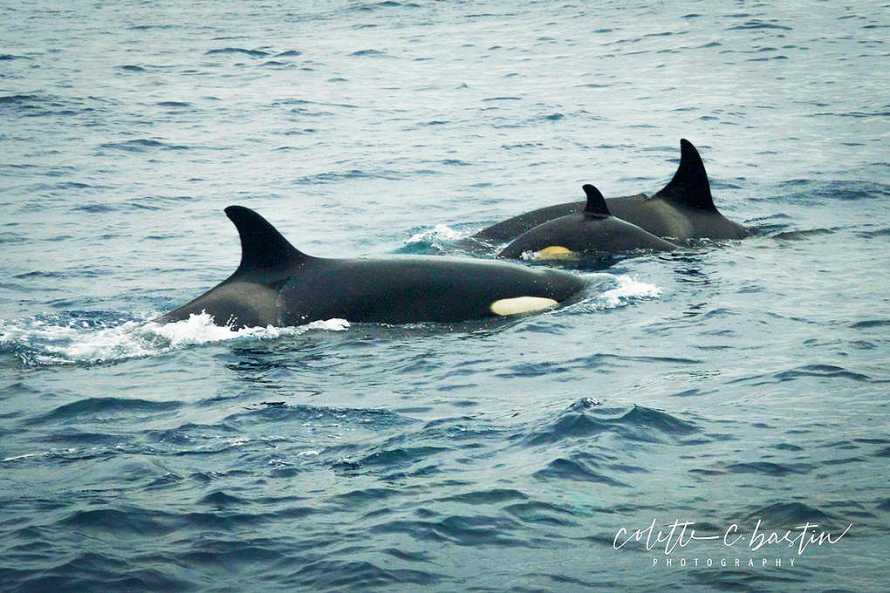 MEERLUST - LAS BALLENAS