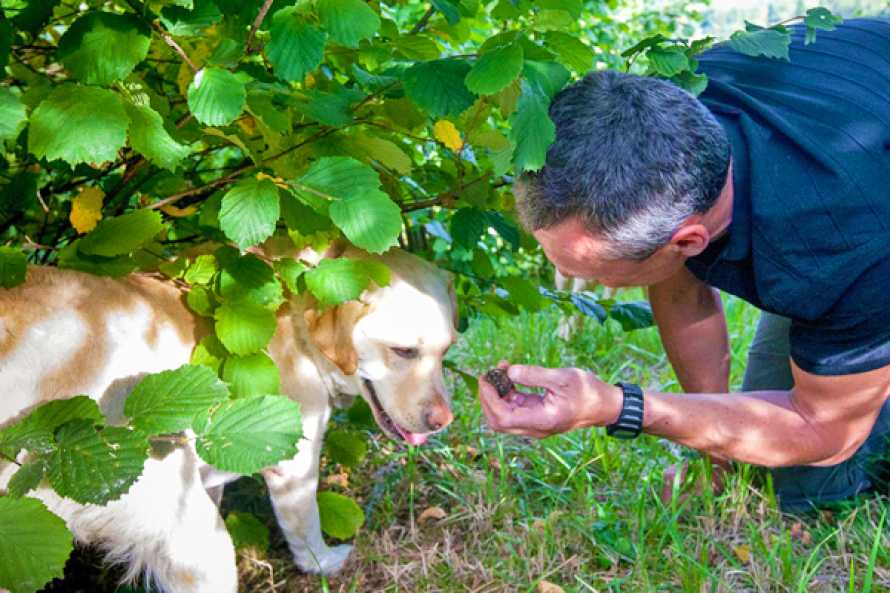 Découverte de la Truffe de Bourgogne