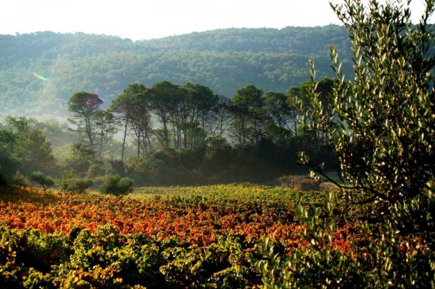 Domaine du Clos d'Alari