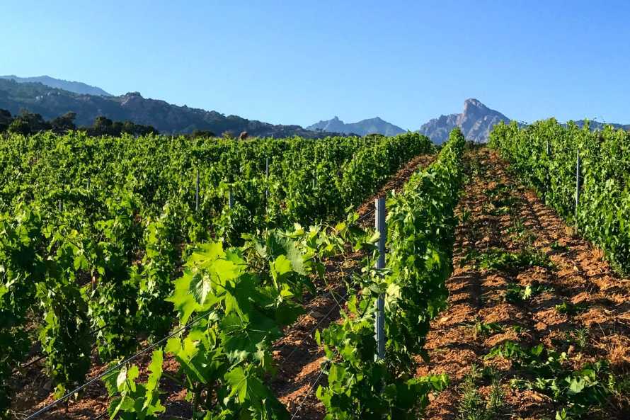 DOMAINE DE PISCIA