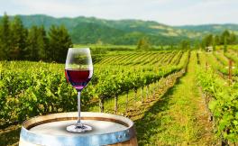 Vigneti & enoturismo